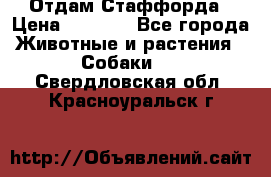Отдам Стаффорда › Цена ­ 2 000 - Все города Животные и растения » Собаки   . Свердловская обл.,Красноуральск г.